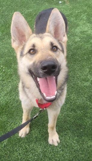 May contain: animal, canine, dog, german shepherd, mammal, pet, grass, and plant