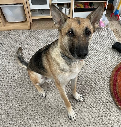 May contain: animal, canine, dog, german shepherd, mammal, pet, box, and cup