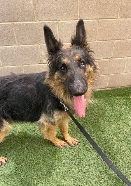 May contain: animal, canine, dog, german shepherd, mammal, and pet