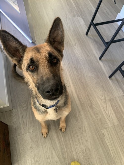 May contain: animal, canine, dog, german shepherd, mammal, pet, floor, and wood