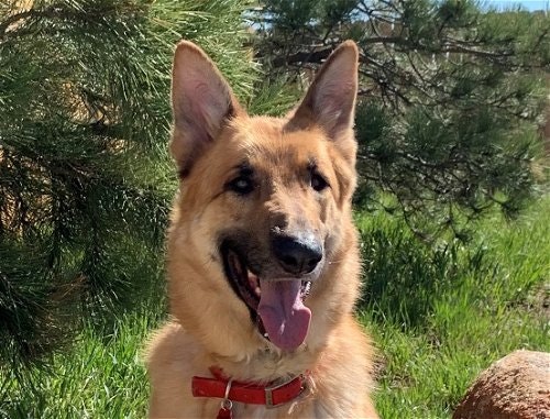May contain: animal, canine, dog, german shepherd, mammal, pet, plant, and tree