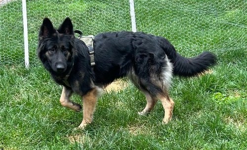 May contain: animal, canine, dog, mammal, pet, and german shepherd