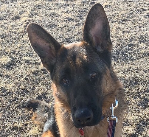 May contain: animal, canine, dog, german shepherd, mammal, and pet
