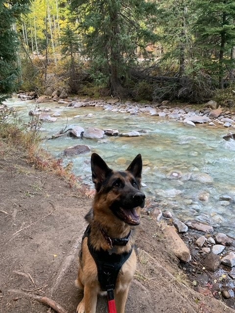 A happy German Shepherd on a leash with a mountain stream and trees in the background.