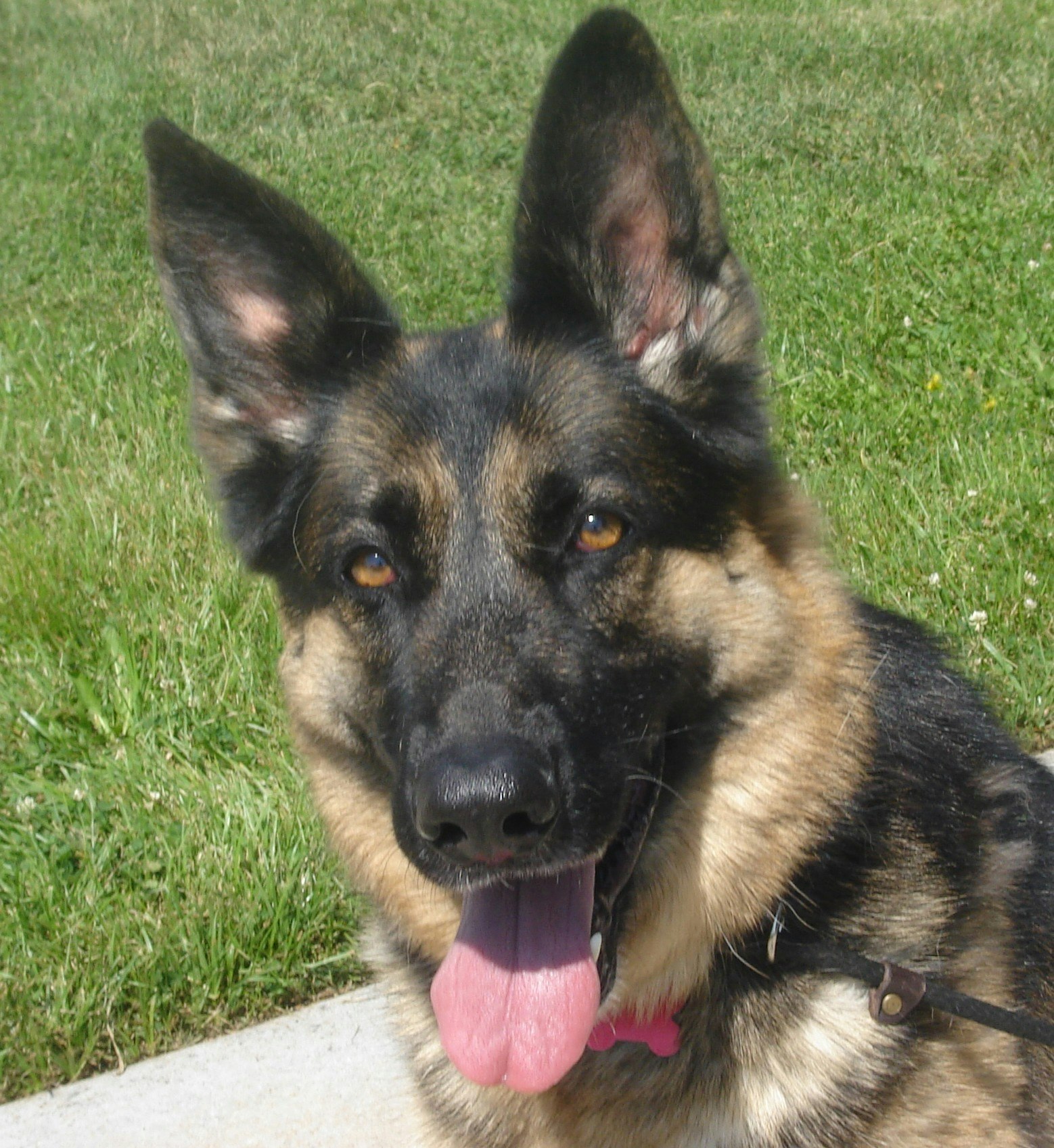 A German Shepherd dog with perked ears and a pink tongue, sitting on grass.