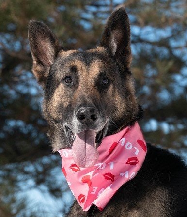 May contain: animal, canine, dog, mammal, pet, and german shepherd