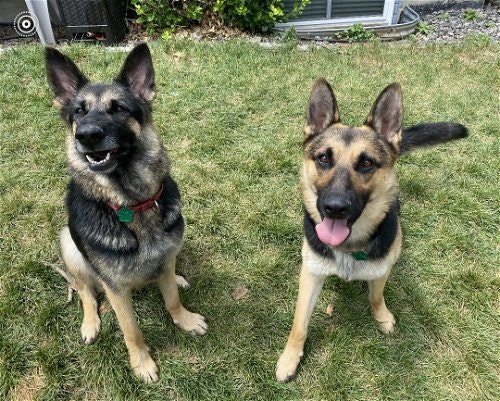 May contain: animal, canine, dog, german shepherd, mammal, and pet