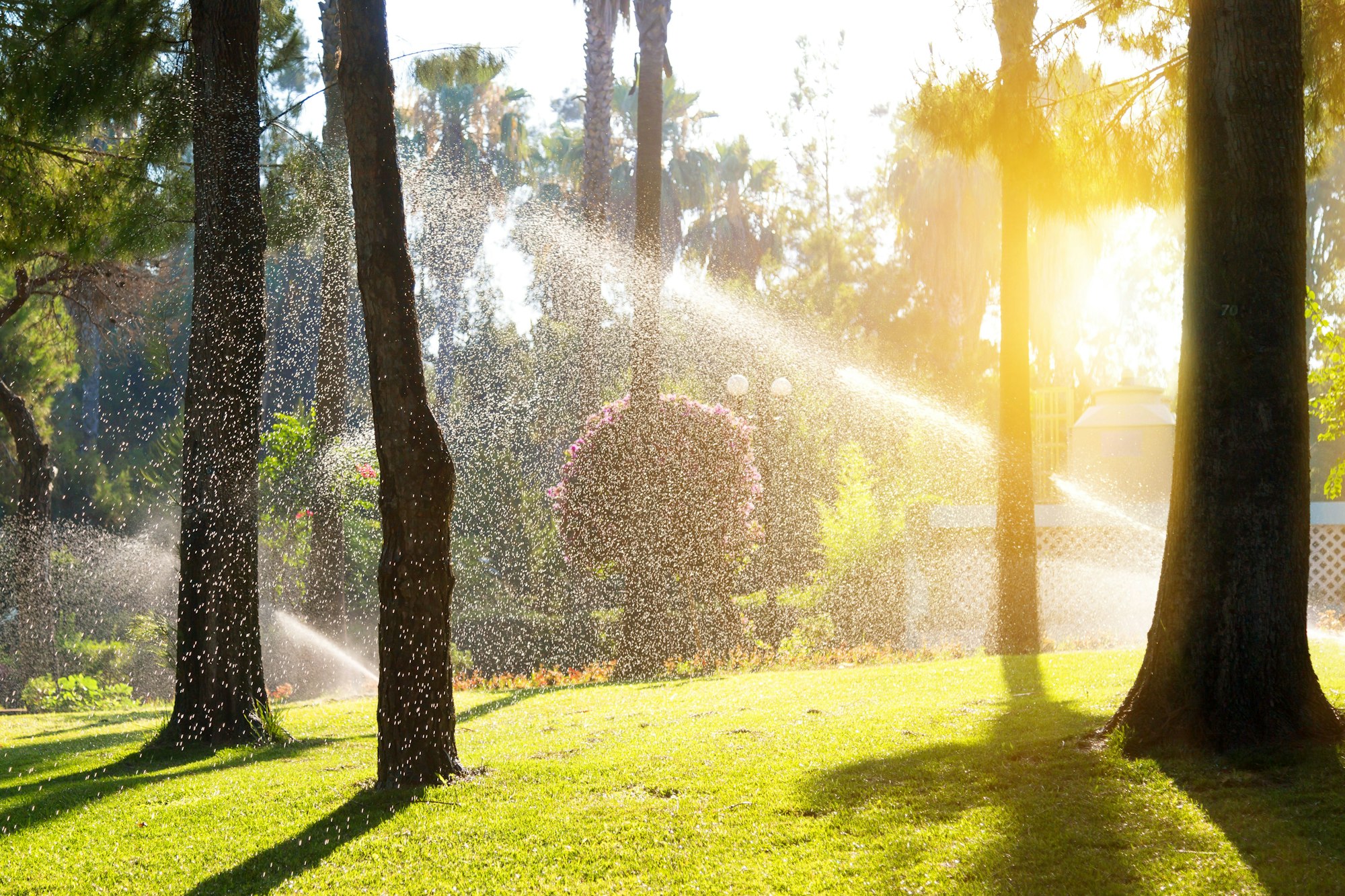 May contain: grass, plant, flare, light, and sunlight