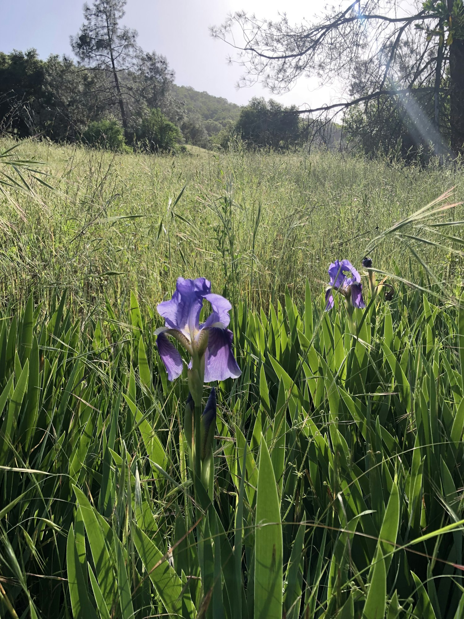 Purple flowers among tall grass with trees and a hazy sky in the background.