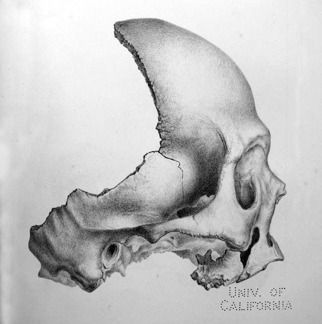 side of skull