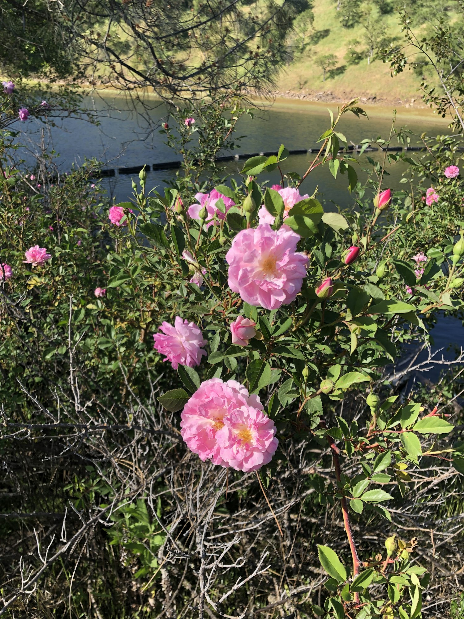 Pink flowers and green leaves near a body of water, with a nature background.