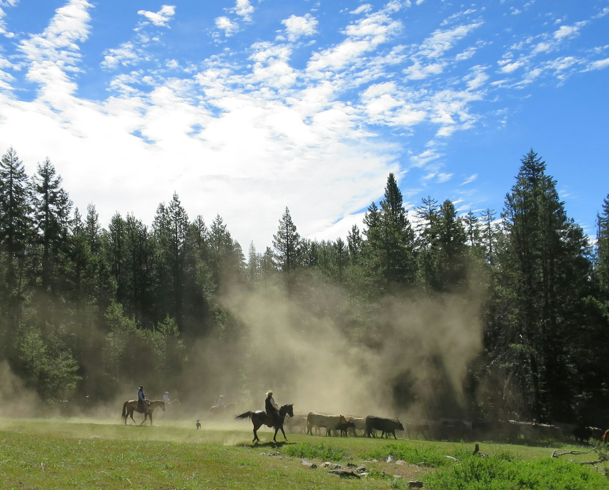 May contain: tree, plant, fir, abies, outdoors, nature, horse, animal, mammal, grass, cattle, and cow