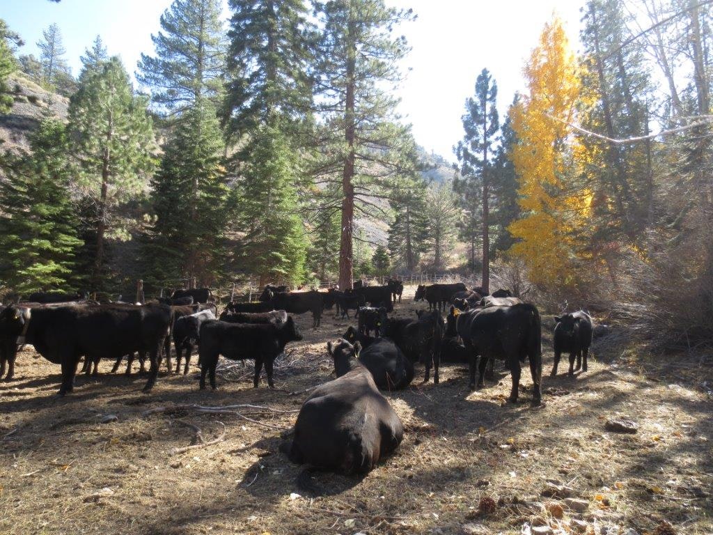 May contain: cow, mammal, cattle, animal, nature, outdoors, bull, field, and grassland