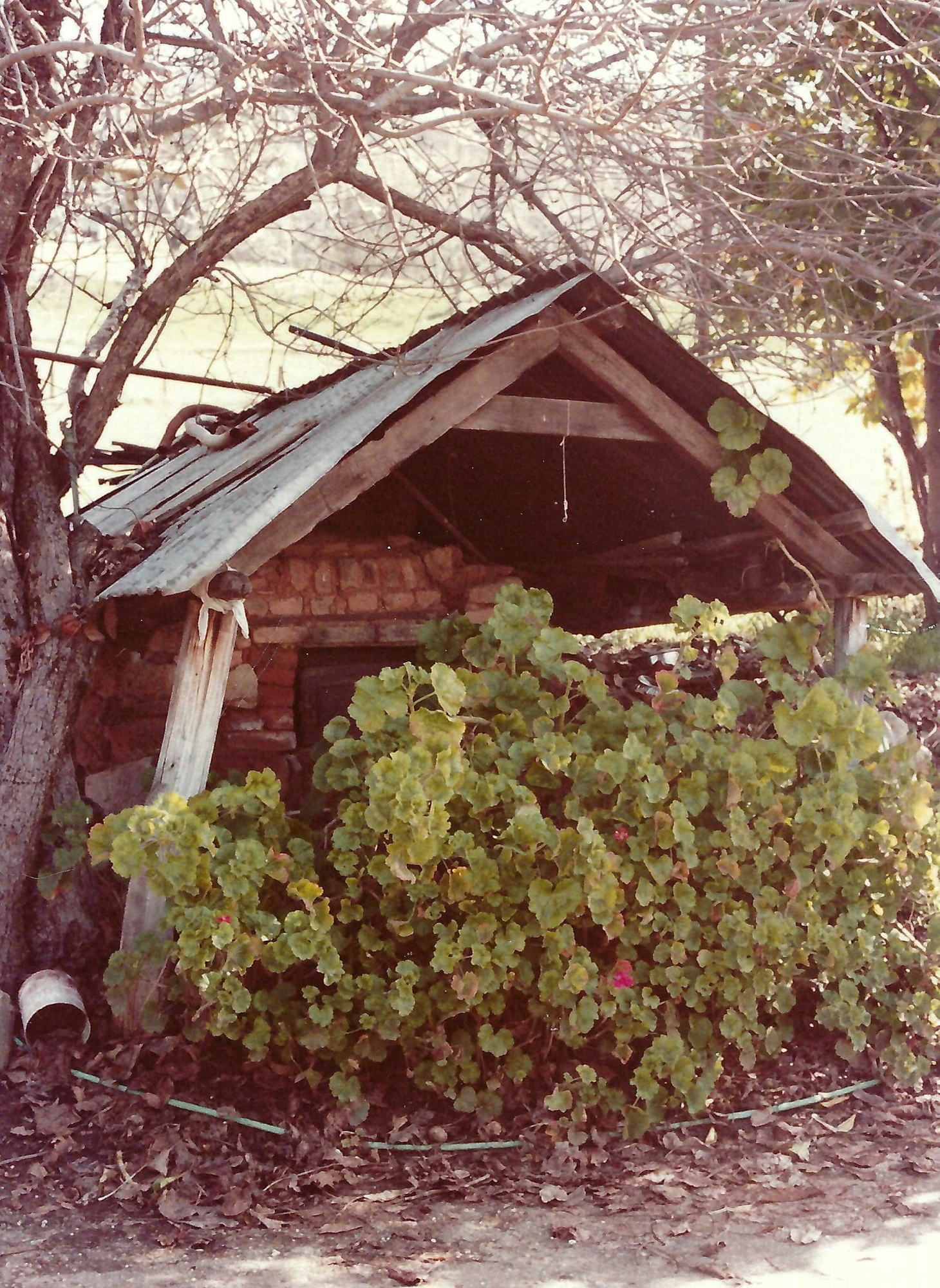 An old, dilapidated structure covered by green foliage and surrounded by bare trees and fallen leaves.