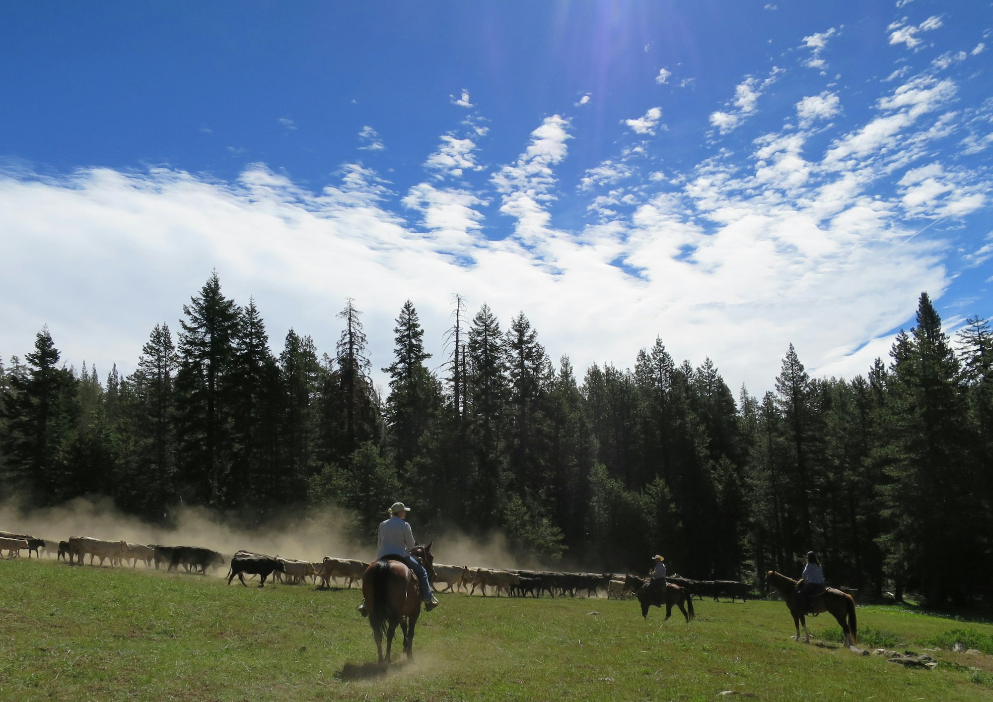 May contain: horse, mammal, animal, person, human, nature, field, outdoors, grassland, cow, and cattle