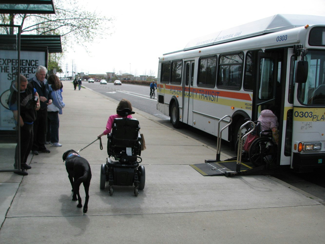 Busy bus stop, including a person in a motorized wheelchair with a dog, and person boarding the bus using the ramp.