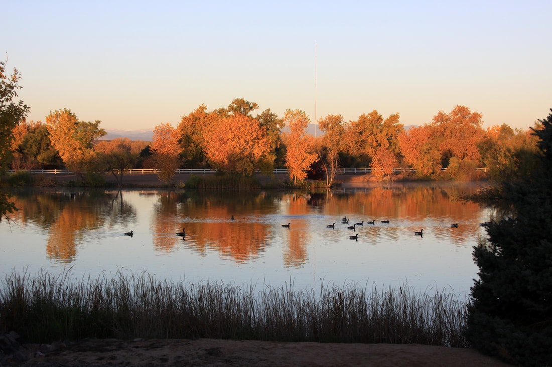 A serene lake with autumn trees and ducks swimming, reflecting golden hues at sunset.