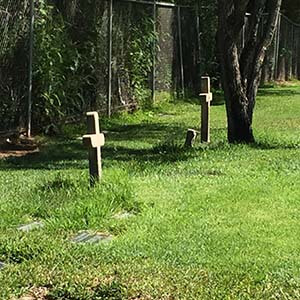 May contain: cross, symbol, grass, plant, outdoors, and graveyard