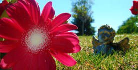 May contain: daisy, flower, plant, petal, anemone, summer, grass, outdoors, and nature