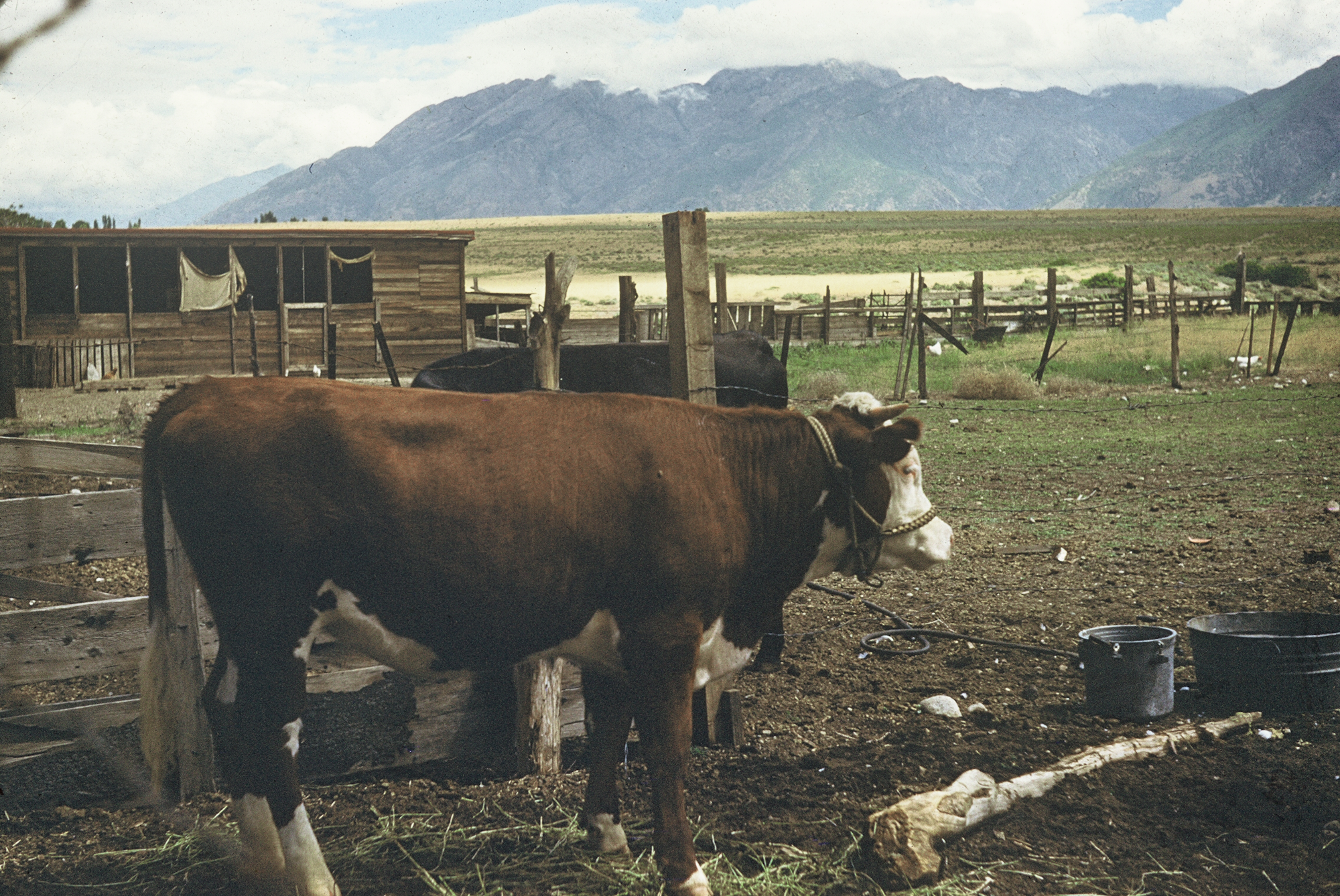 A brown and white cow stands in a fenced rural area with mountains in the background.