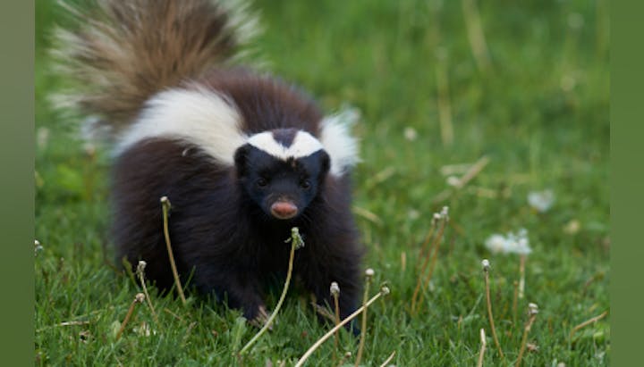 A skunk standing in grass with its tail raised, showing its distinctive black and white stripes.