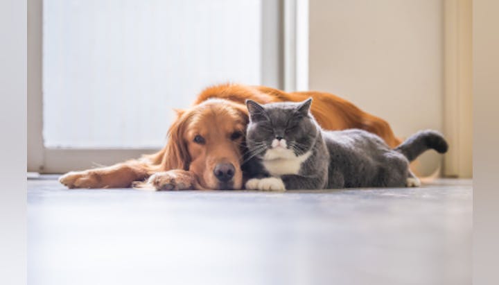 A dog and a cat lying on the floor together, looking relaxed and content.