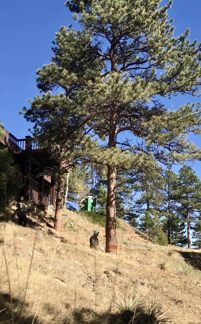 A large tree in a hilly area near a wooden structure, with two people and a green portable toilet.