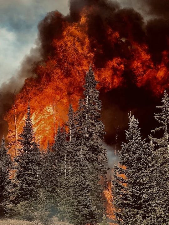 A large forest fire with tall flames and thick smoke behind evergreen trees.
