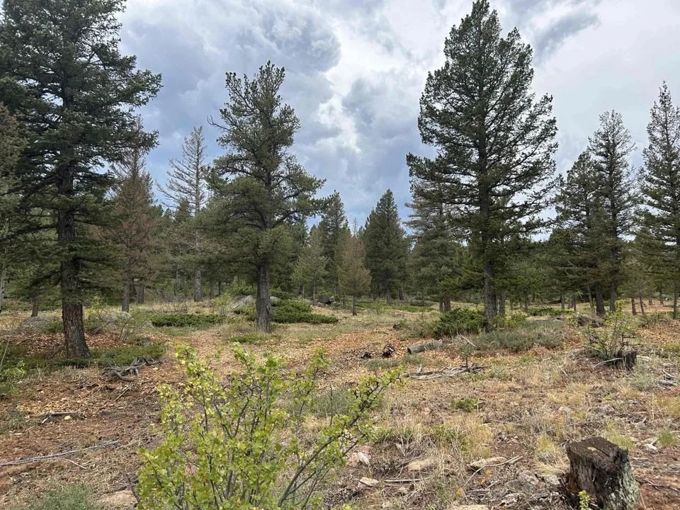 A pine forest with scattered trees and shrubs under a cloudy sky.