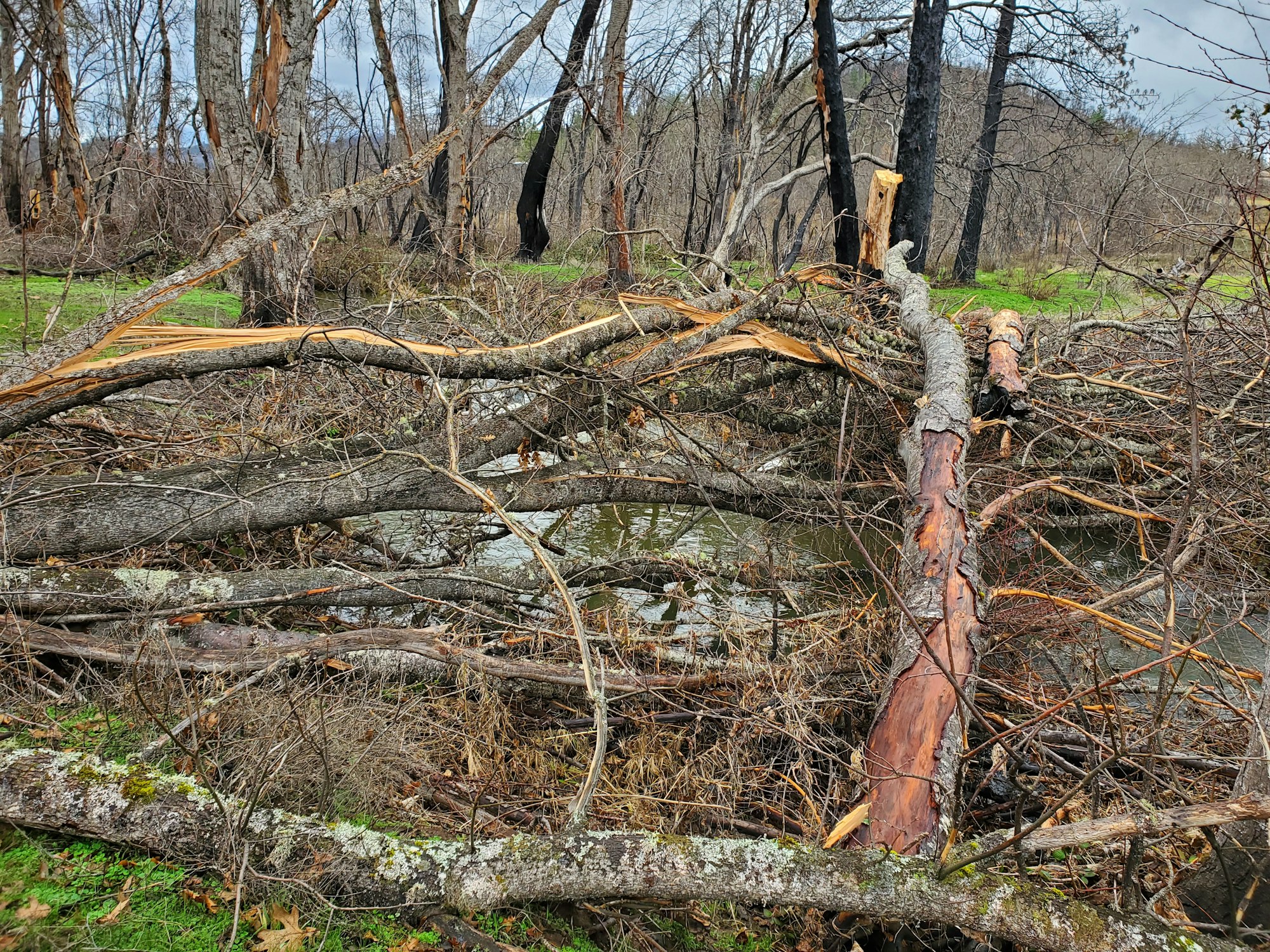 Fallen and broken tree branches scattered across a forest floor with some greenery.
