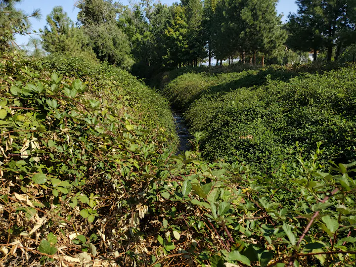 Overgrown stream with blackberry bushes