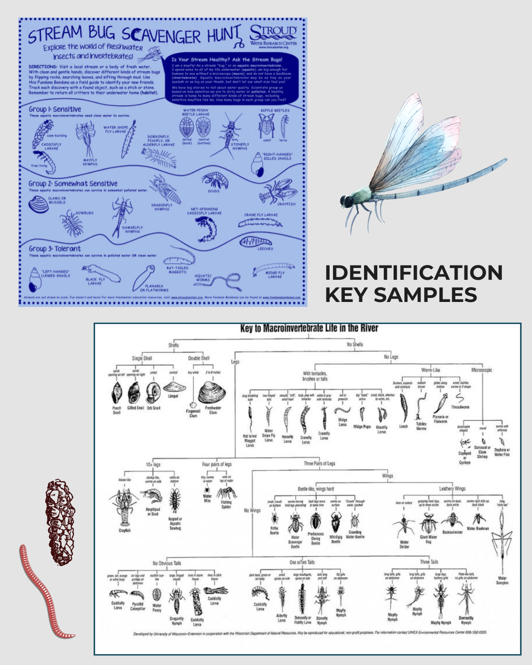 Stream bug identification guide with samples, sensitivity groups, and macroinvertebrate life key for river ecosystems.