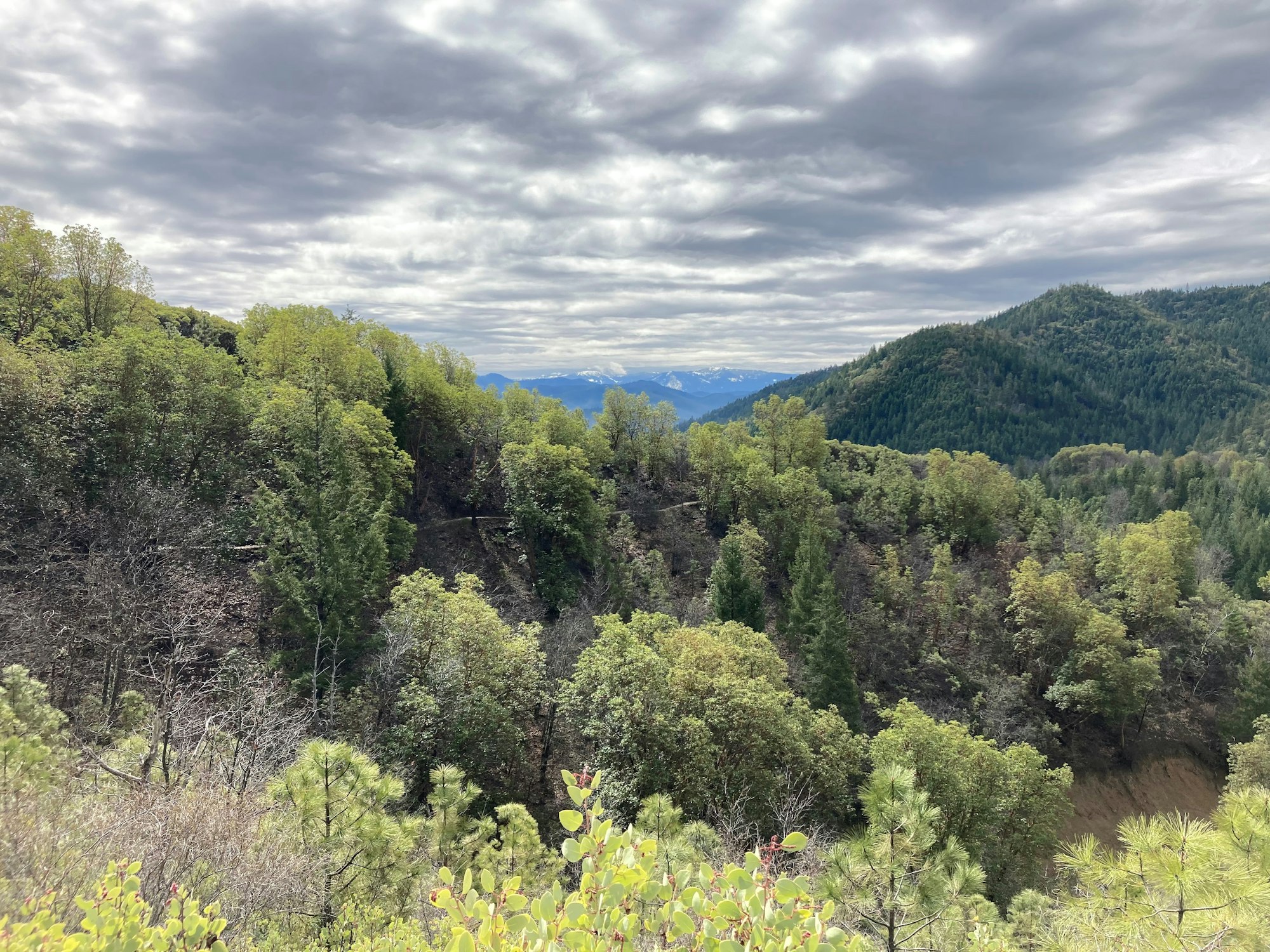 May contain: nature, outdoors, wilderness, plant, vegetation, tree, slope, land, woodland, fir, scenery, jungle, landscape, grass, mountain, mountain range, grove, sky, cloud, rainforest, countryside, and hill