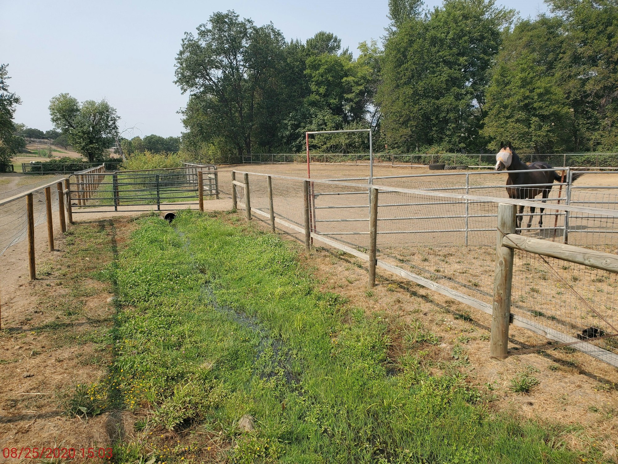 May contain: outdoors, nature, horse, mammal, animal, field, and ground