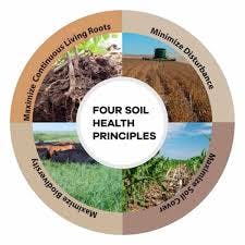 Diagram of "Four Soil Health Principles": minimize disturbance, maximize living roots, maintain soil cover, maximize biodiversity.