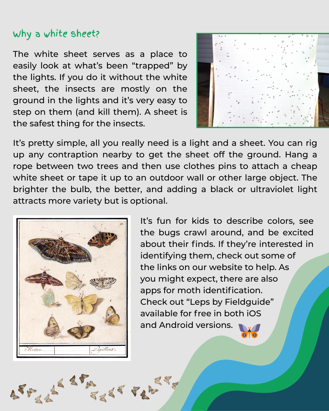 Guide on using a white sheet with lights to safely attract and observe insects; suggests using an app for moth identification.
