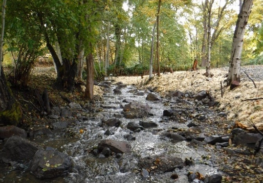 May contain: plant, vegetation, nature, water, outdoors, stream, creek, land, woodland, forest, tree, and wilderness