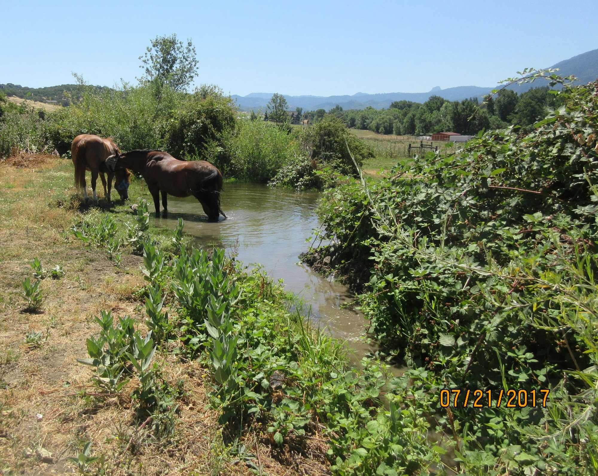 Two horses are drinking from a calm water source surrounded by green vegetation and mountains in the background on a sunny day.