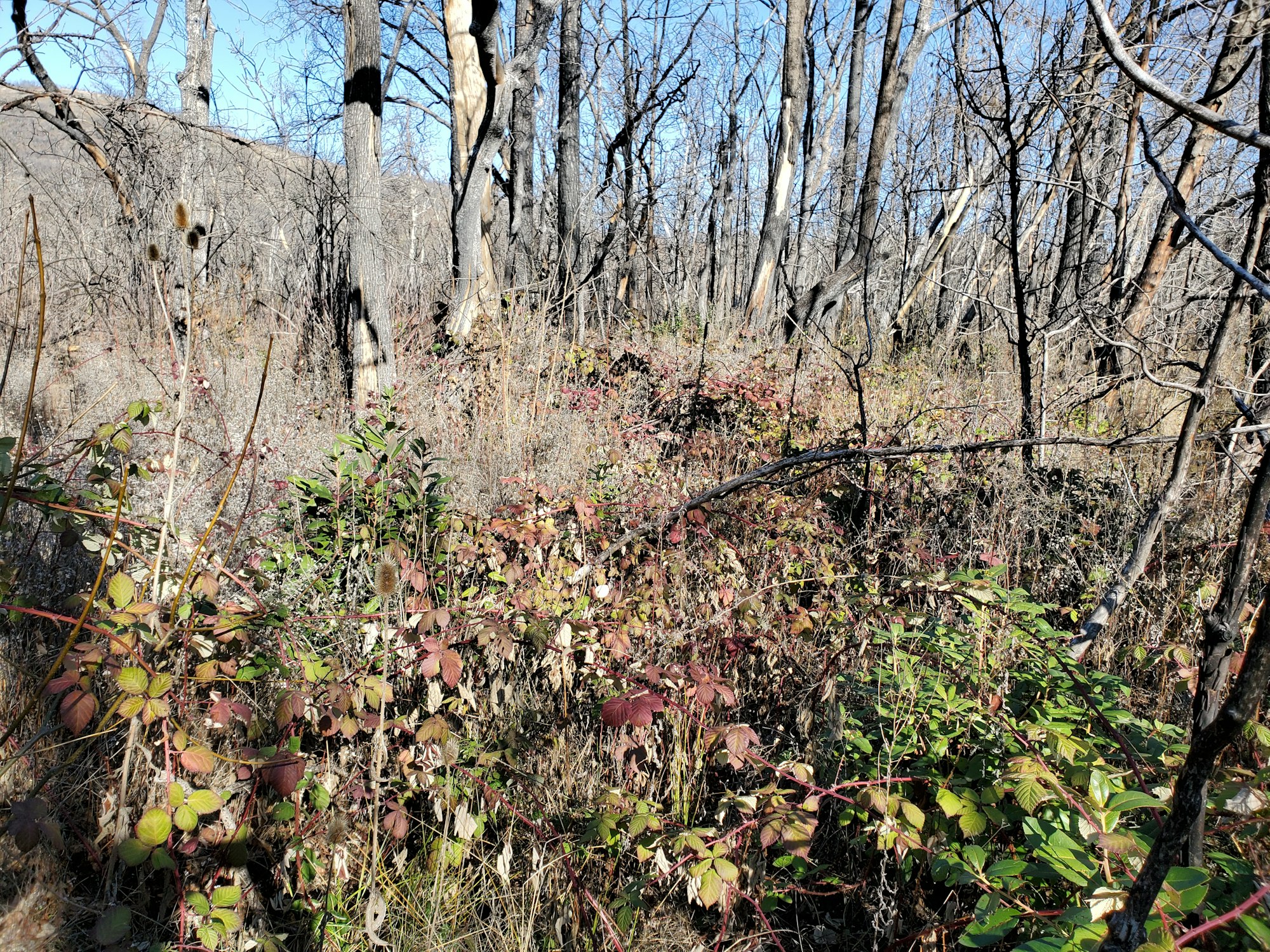 A forest scene with bare trees, dry underbrush, and patches of green and reddish foliage, possibly in autumn or winter.