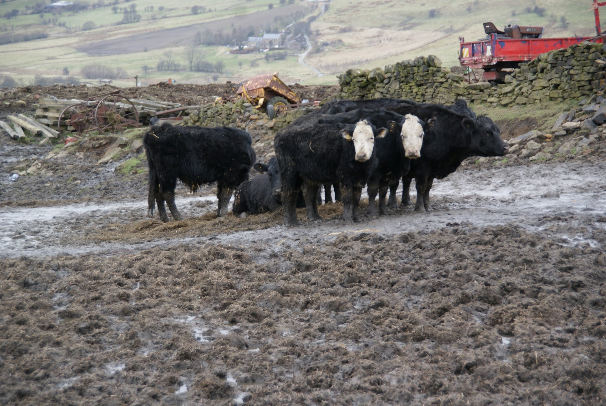 May contain: animal, cattle, livestock, mammal, bull, cow, nature, outdoors, and countryside