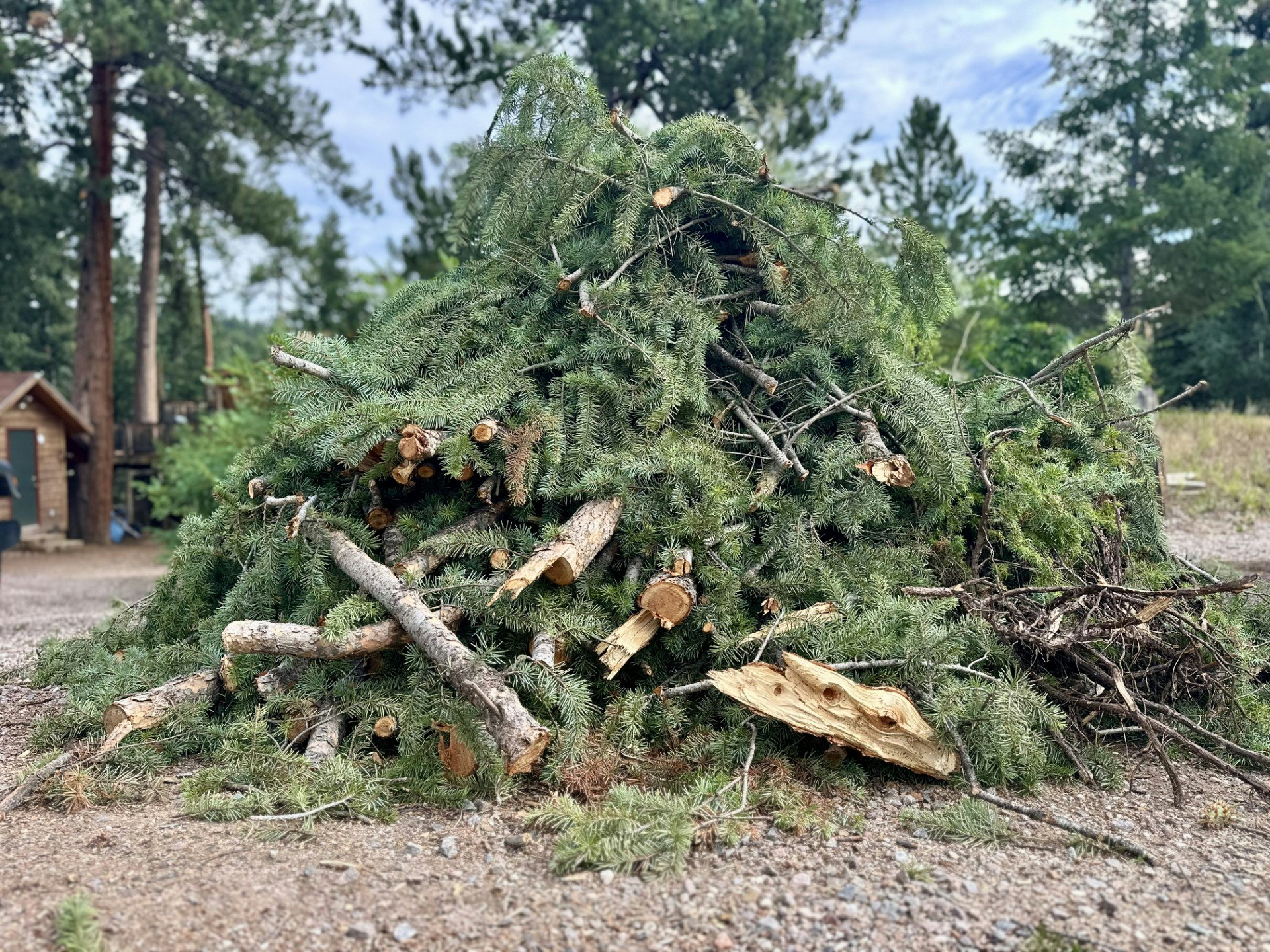 A large pile of tree branches and greenery in a natural outdoor setting, with trees and a small building in the background.