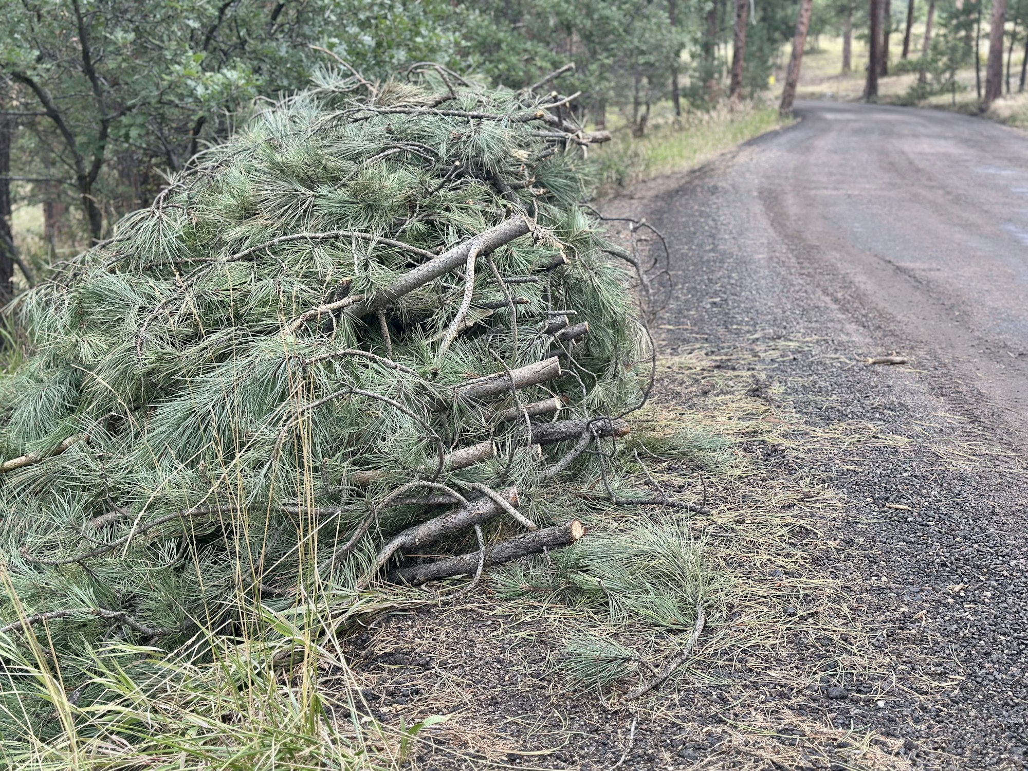 A pile of freshly cut pine branches and sticks beside a gravel road, surrounded by trees and natural vegetation.