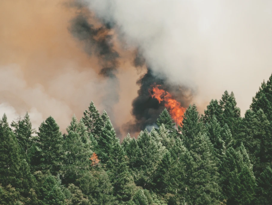 May contain: fire and forest fire
