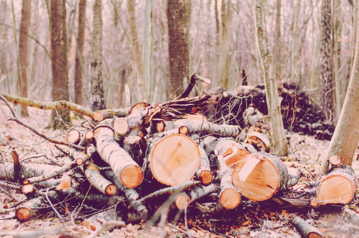 May contain: wood, lumber, plant, vegetation, tree, tree trunk, land, nature, outdoors, and woodland