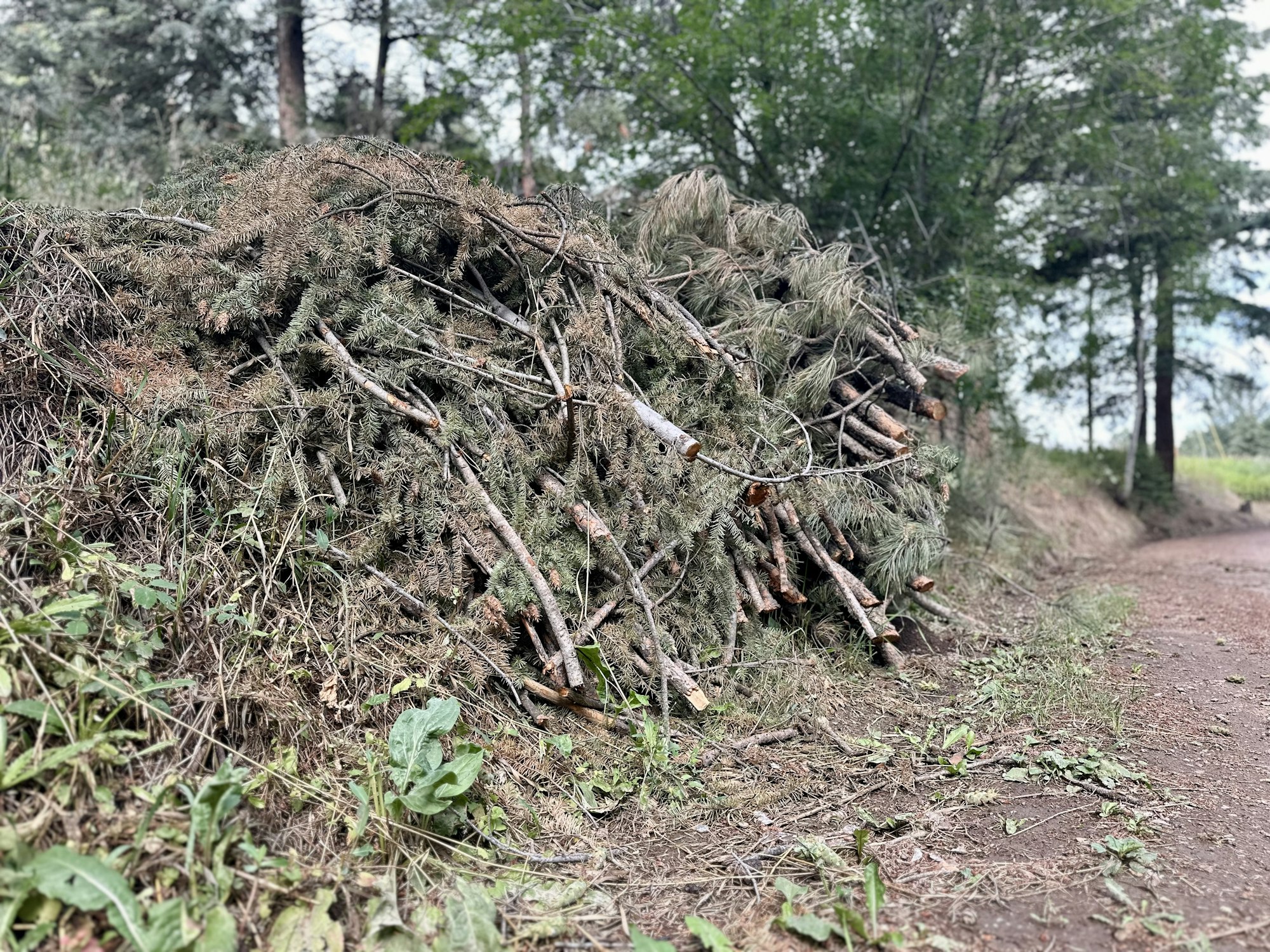 A large pile of tree branches and pine needles sits beside a dirt path in a forested area. Surrounding greenery is visible.