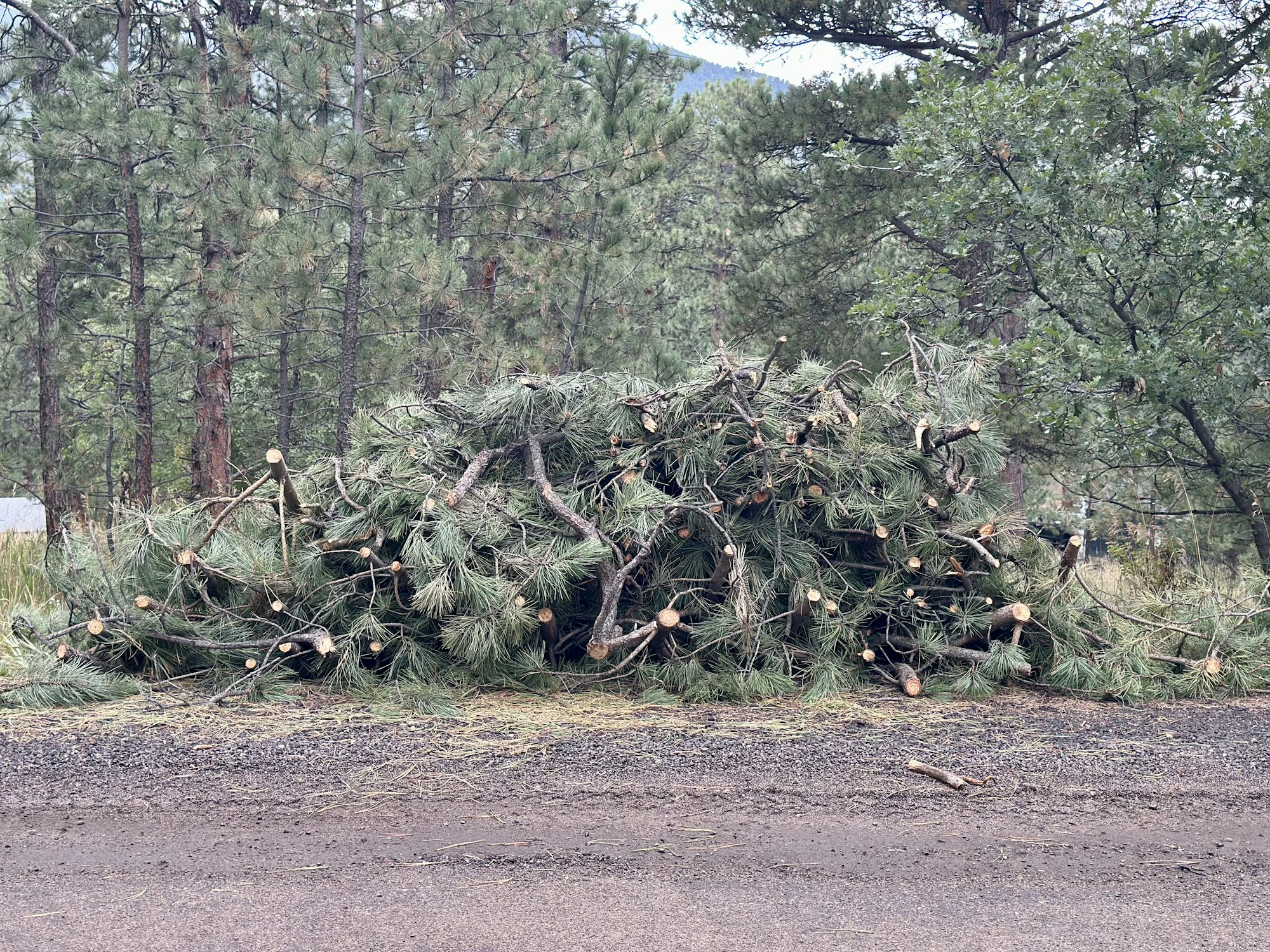 A pile of cut pine branches and logs near a road, surrounded by trees and greenery in a forested area.