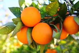 Oranges hanging on a tree with green leaves.
