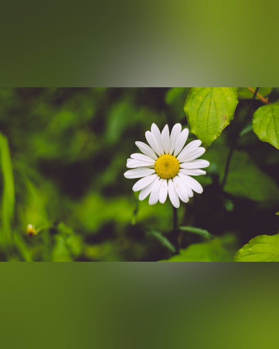 A single white daisy with a yellow center surrounded by green leaves.