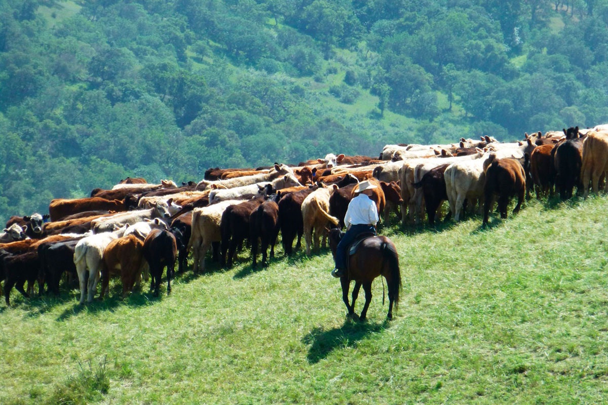 May contain: cattle, cow, mammal, animal, horse, person, human, nature, field, outdoors, and grassland