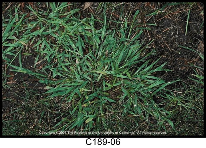May contain: plant, grass, and vegetation